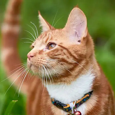 Cat Food at Barnstaple Equestrian Supplies