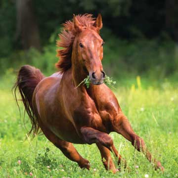 horse herbs by Global Herbs