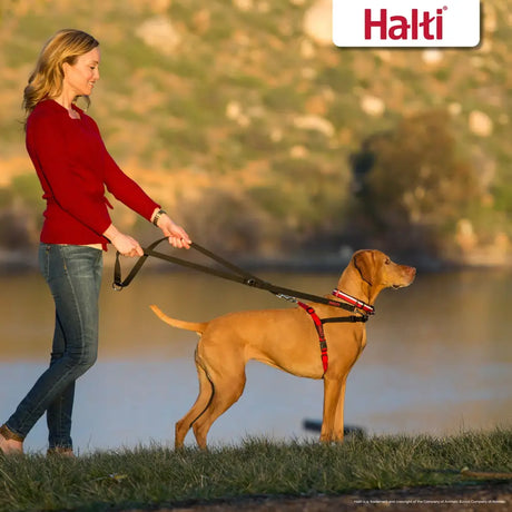 Red halti front control harness black red with black straps and matching leash for easy dog control