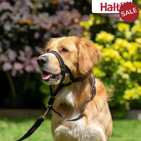 Halti Headcollar Black Anti Pull Black Size 2 Dog Collars, Leads & Harnesses