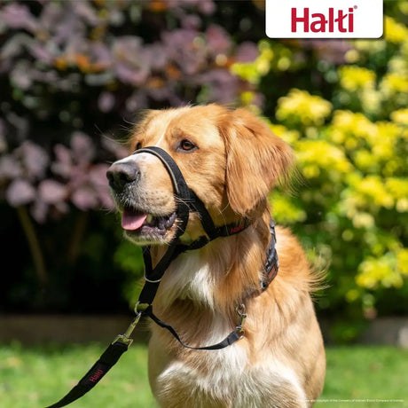 Black halti headcollar with adjustable straps and leash attachment designed for strongest pullers and maximum control