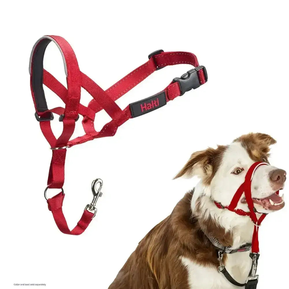 Red halti headcollar with black accents and metal clip for strongest pullers and maximum control