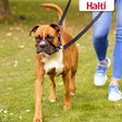 Brown and white boxer dog wearing a black halti optifit black muzzle with cheek straps for gentle control