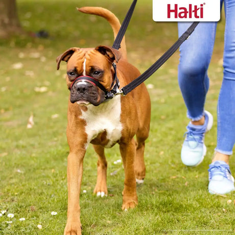 Brown and white boxer dog wearing a black halti optifit black muzzle with cheek straps for gentle control