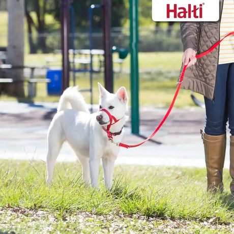 Red halti training lead and harness set designed for easy control and comfort during walks with training lead red
