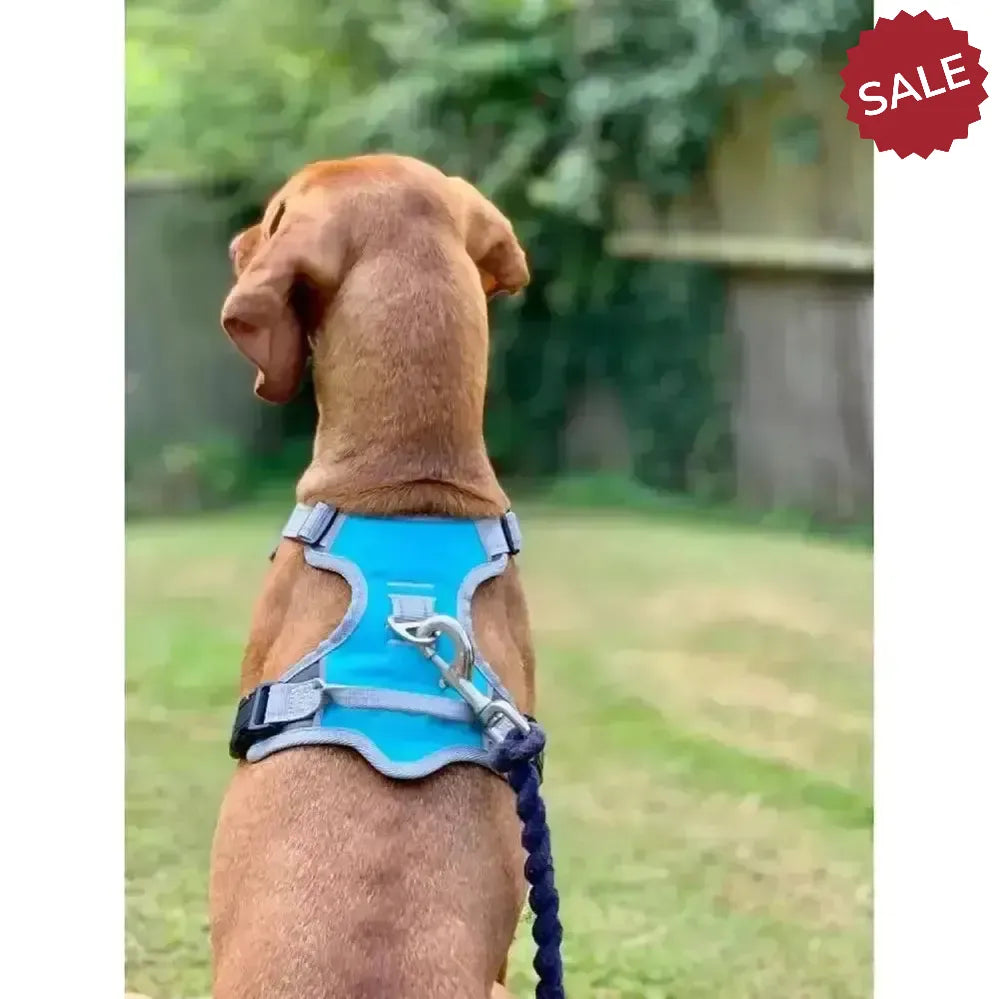 Henry Wag Dog Travel Harness Small Blue/Grey Dog Harness
