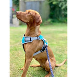 Henry Wag Dog Travel Harness Small Blue/Grey Dog Harness Barnstaple Equestrian Supplies