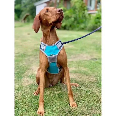 A teal and gray mesh henry wag dog travel harness with adjustable straps that offers security for your dog on the go