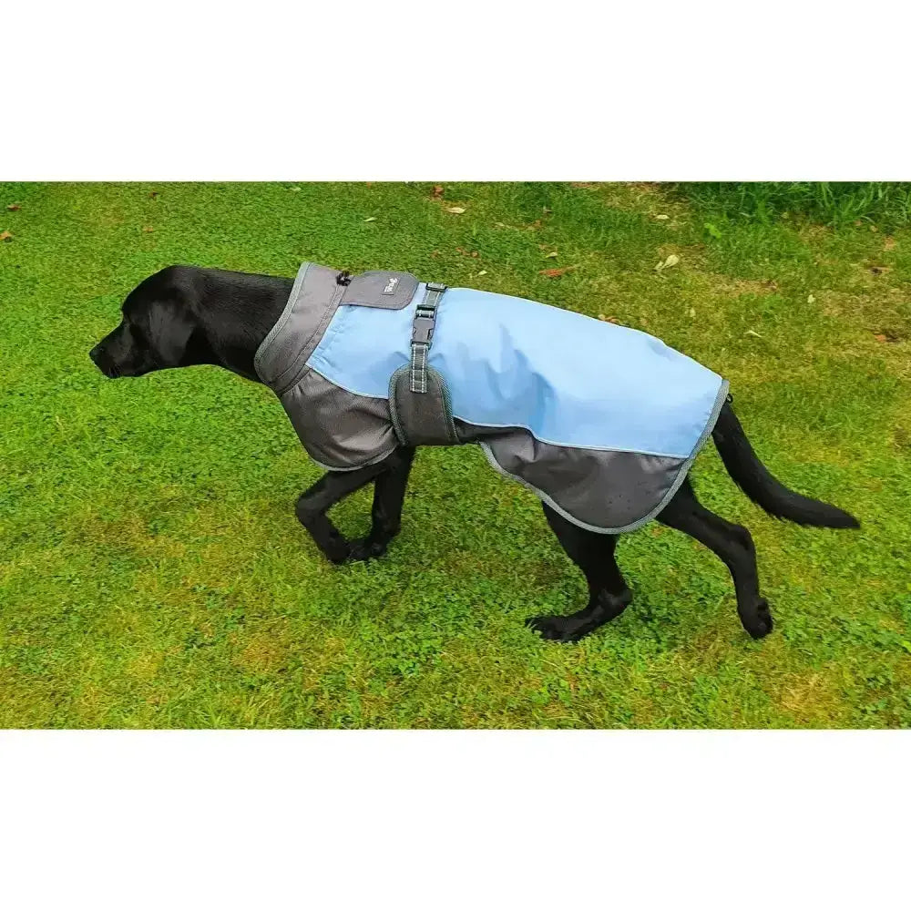 Light blue and gray henry wag waterproof dog coat with adjustable straps and reflective detailing for longer outdoor fun