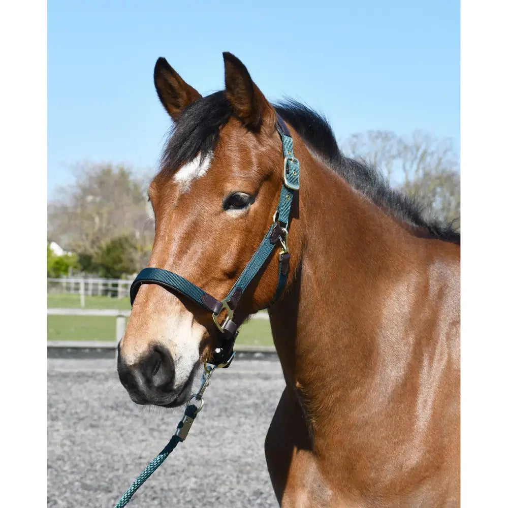 Heritage Anatomical Leather Lined Headcollar Green Pony Headcollars Barnstaple Equestrian Supplies