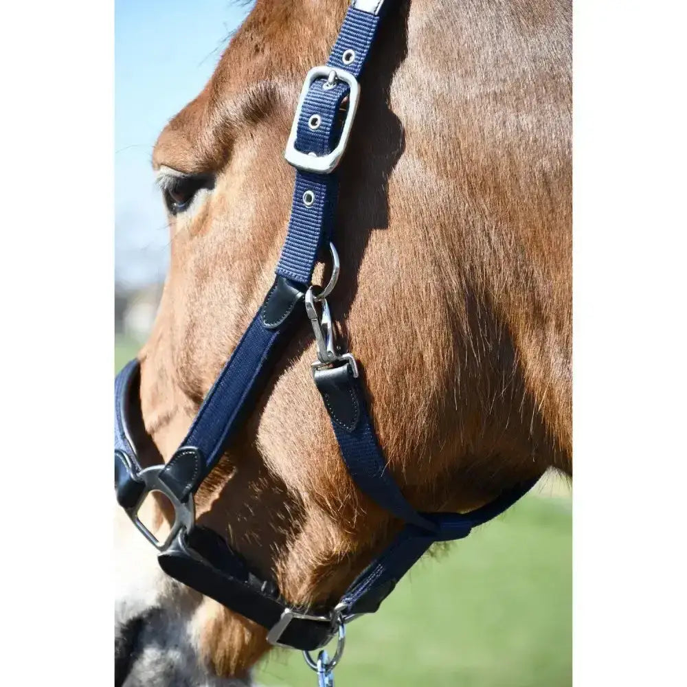 Navy blue nylon and leather heritage anatomical leather lined headcollar with silver hardware for horses