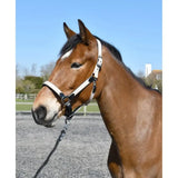 Heritage Padded Leather Lined Headcollar Black/Cream Pony Leather Headcollars