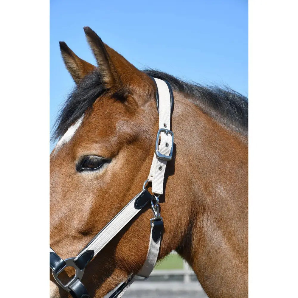 Heritage Padded Leather Lined Headcollar Black/Cream Pony Headcollars Barnstaple Equestrian Supplies