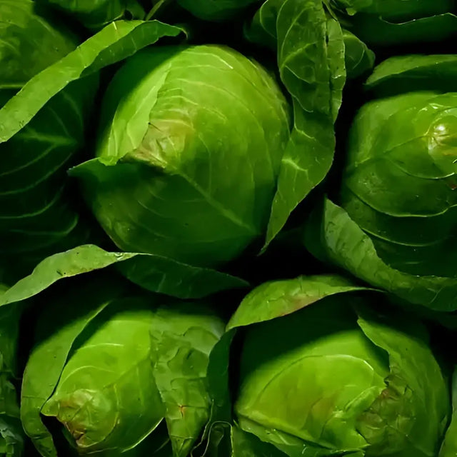 Fresh vibrant green hispy cabbage with tightly packed leaves and crisp texture perfect for equestrian meals