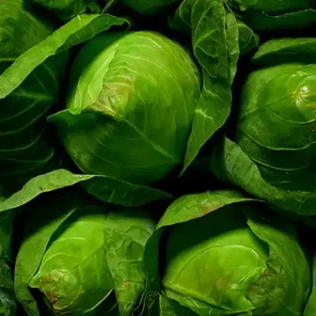 Hispy Cabbage vegetables