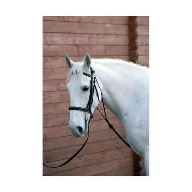 White horse wearing a black leather equestrian chambon training aid designed to encourage low position whilst riding
