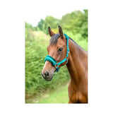 A brown horse wearing a teal hy equestrian dazzle head collar with silver hardware and intricate star detailing