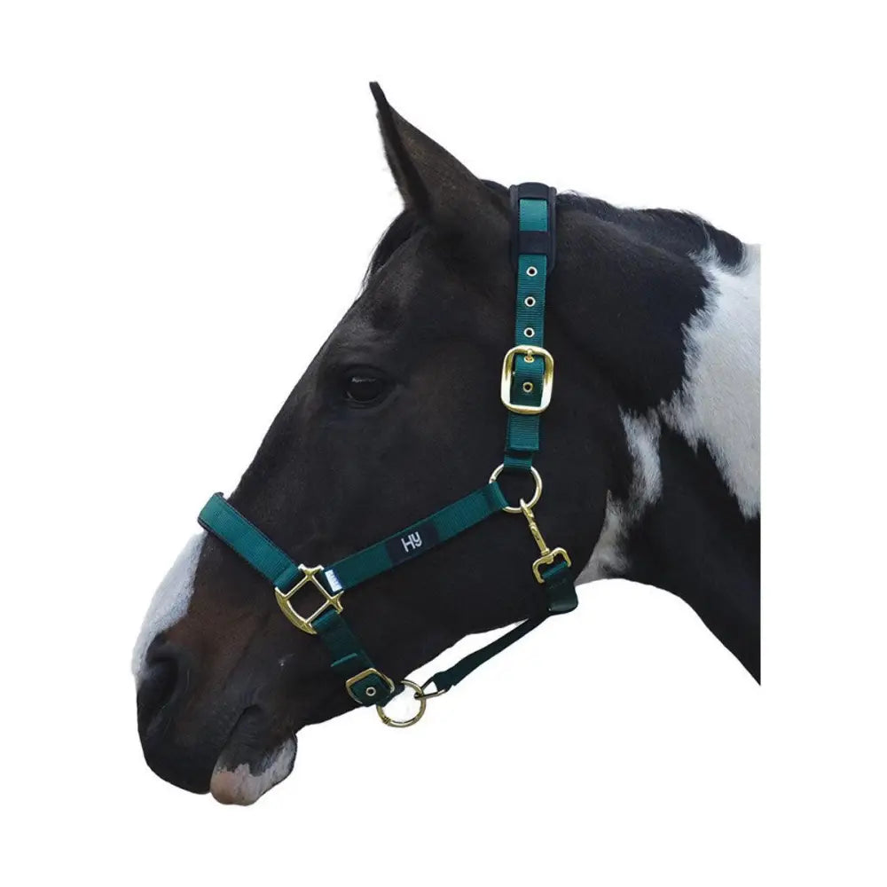Emerald green leather equestrian deluxe padded head collar with solid brass throat and h&y logo on cheek strap
