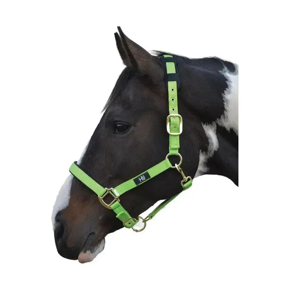 Bright lime green leather equestrian deluxe padded head collar with solid brass throat and black brand tag