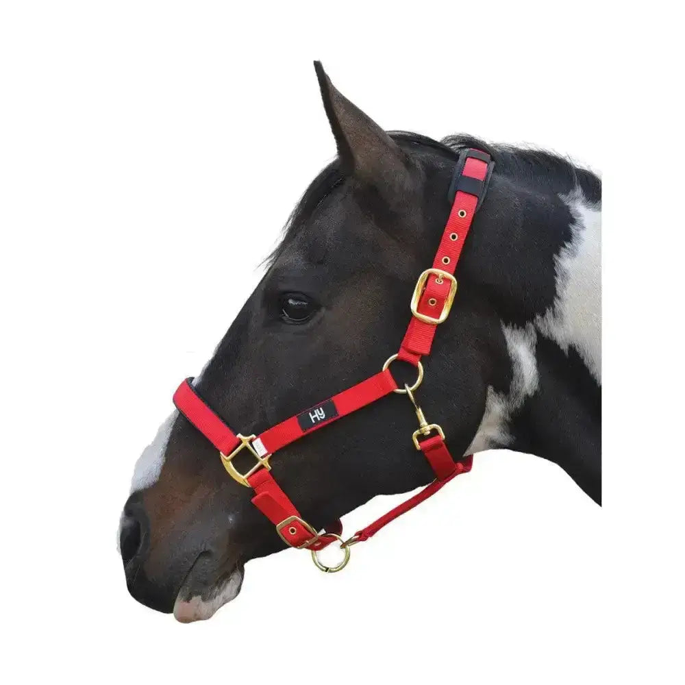 Red leather equestrian deluxe padded head collar with solid brass throat and h&y logo black label