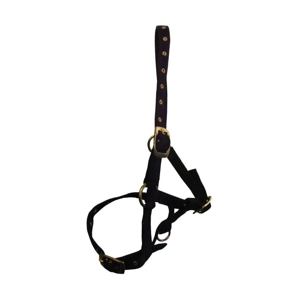 Black leather foal head collar with gold hardware and adjustable straps by hy equestrian perfect for foals