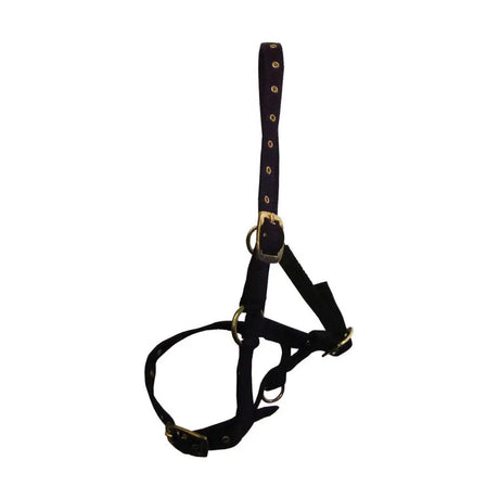 Black leather foal head collar with gold hardware and adjustable straps by hy equestrian perfect for foals