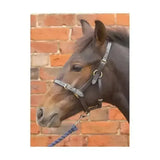 Hy Equestrian Foal Leather Headcollars Black Small Leather Headcollars