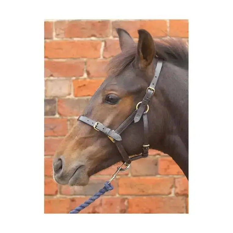 Hy Equestrian Foal Leather Headcollars Black Small Headcollars Barnstaple Equestrian Supplies