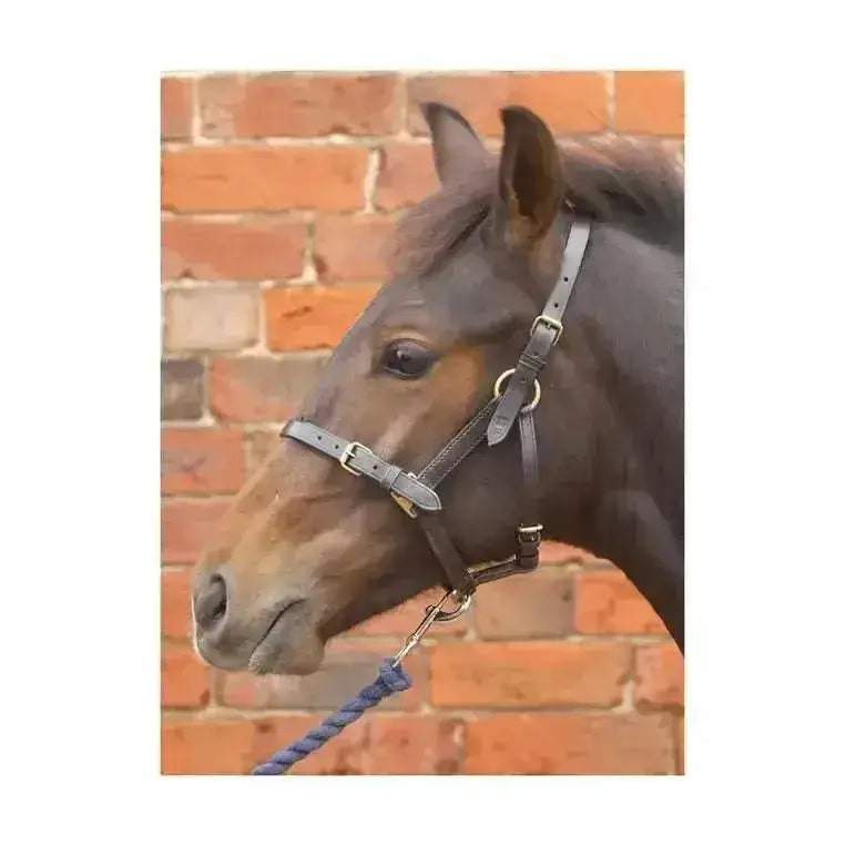 Dark brown equestrian foal leather headcollars with silver hardware and blue braided lead rope attached hy equestrian
