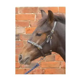 Dark brown equestrian foal leather headcollars with silver hardware and blue braided lead rope attached hy equestrian