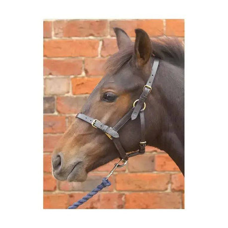 Hy Equestrian Foal Leather Headcollars Headcollars & Leadropes Black Small Barnstaple Equestrian Supplies