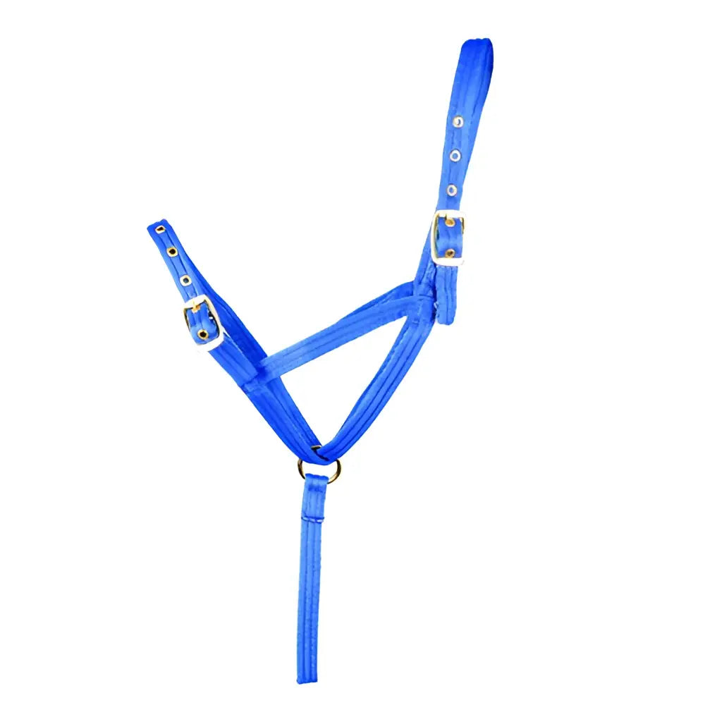 Bright blue nylon foal slip halter with silver metal buckles and central ring by hy equestrian for foal training
