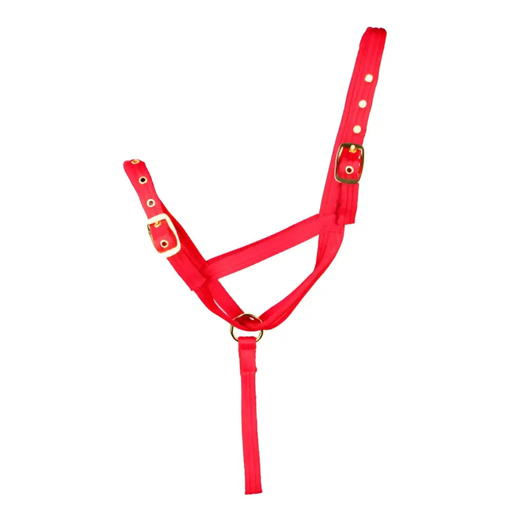 Red leather foal slip halter with gold-tone buckles and matching lead rope from hy equestrian collection