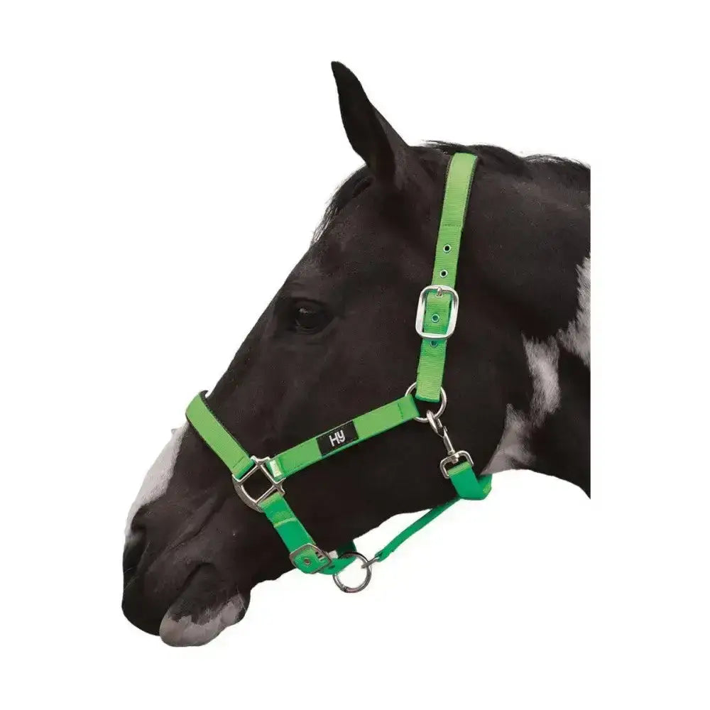 Bright green leather hy equestrian grand prix head collar with silver buckles and black brand tag, adjustable nylon webbing