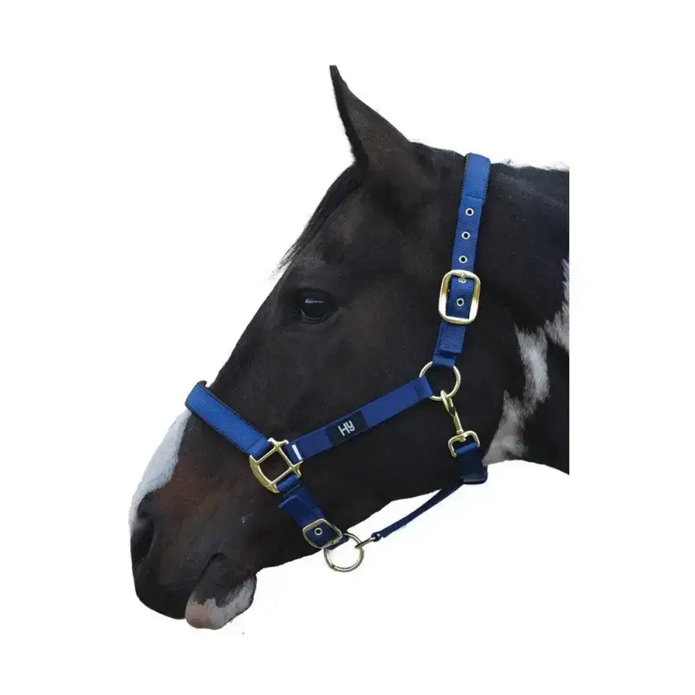 Blue leather equestrian grand prix head collar with gold-tone buckles and adjustable nylon webbing hardware
