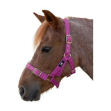 Vibrant purple nylon holly fully adjustable horse halter with gold-tone buckles for practical everyday head use