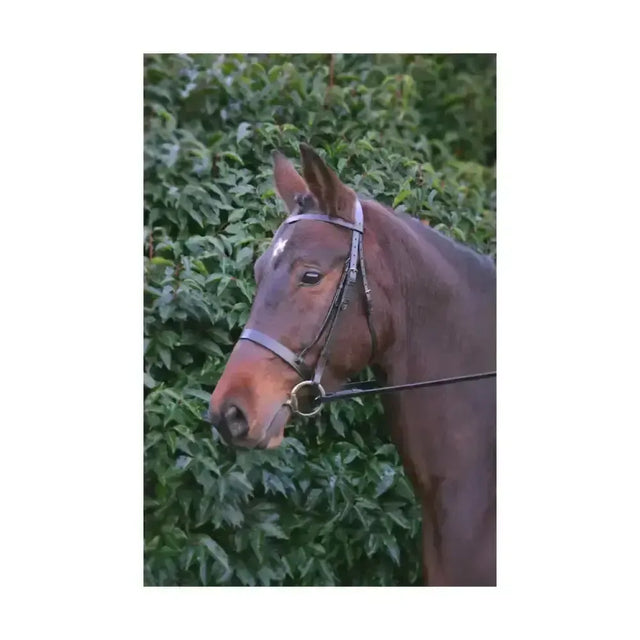 Hy Equestrian Hunter Bridle with Rubber Grip Reins Black Cob Cavesson Bridle