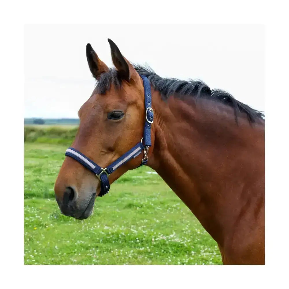A navy blue equestrian mystic head collar with white reflective stripes and silver metal hardware for your horse’s wardrobe