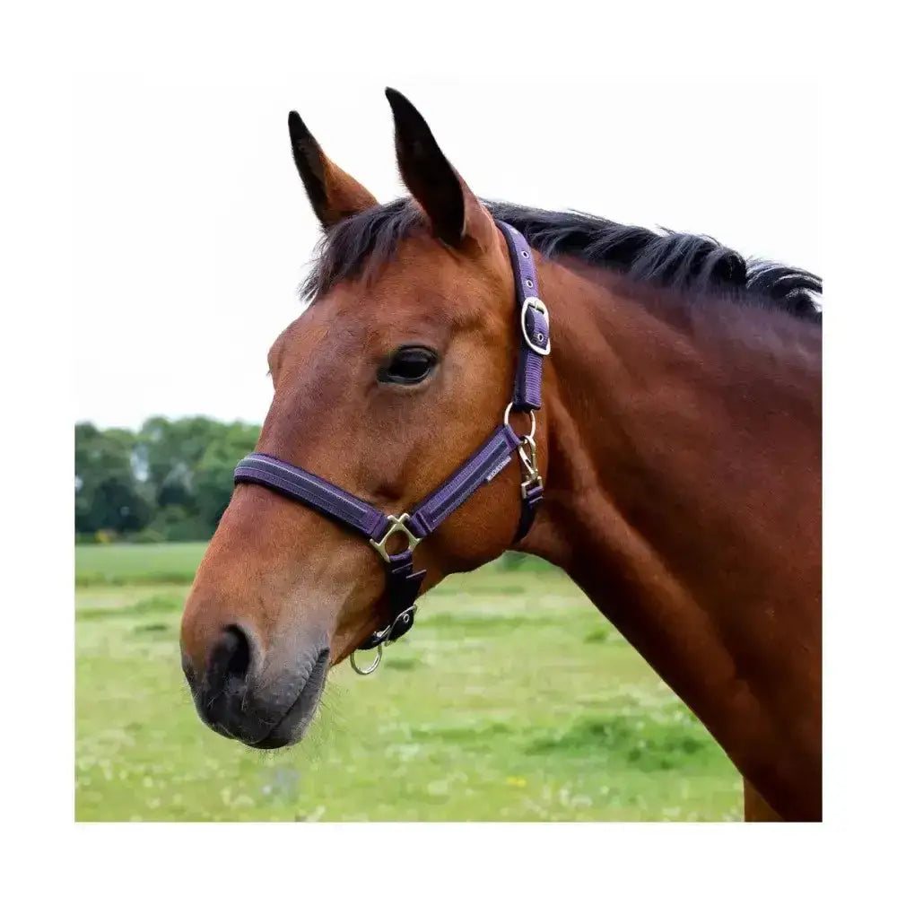 Purple leather horse halter with silver hardware from hy equestrian mystic head collar for your horse’s wardrobe
