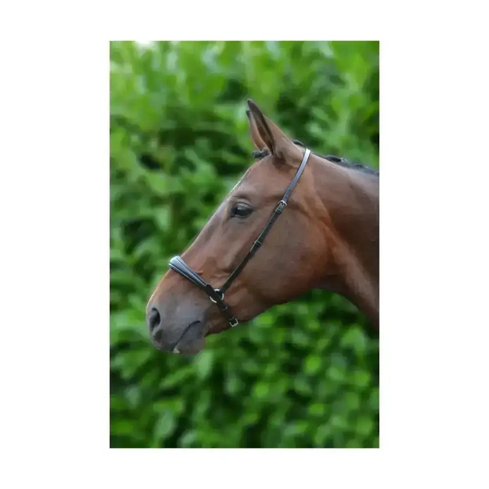 Brown horse wearing hy equestrian quality leather padded drop nose black bridle with silver hardware