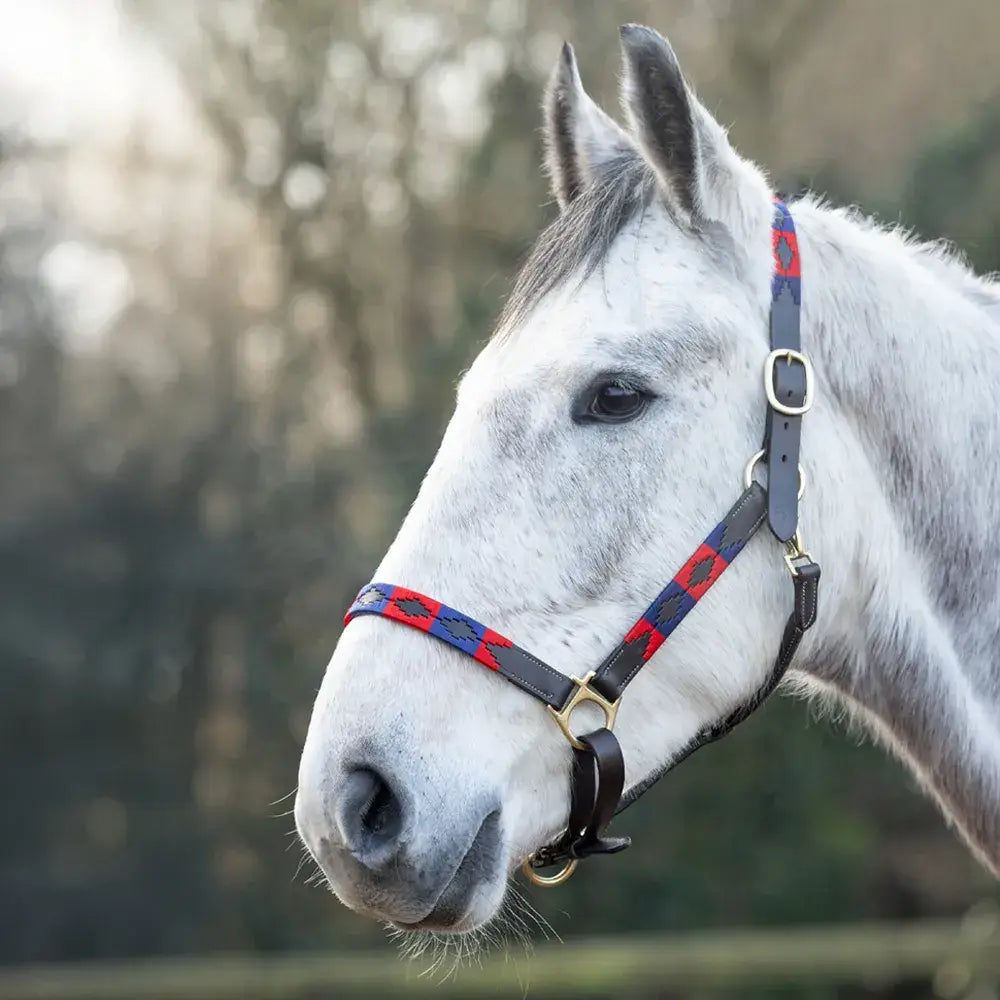 A white horse wearing a hy equestrian polo leather head collar with red blue patterned halter and black straps