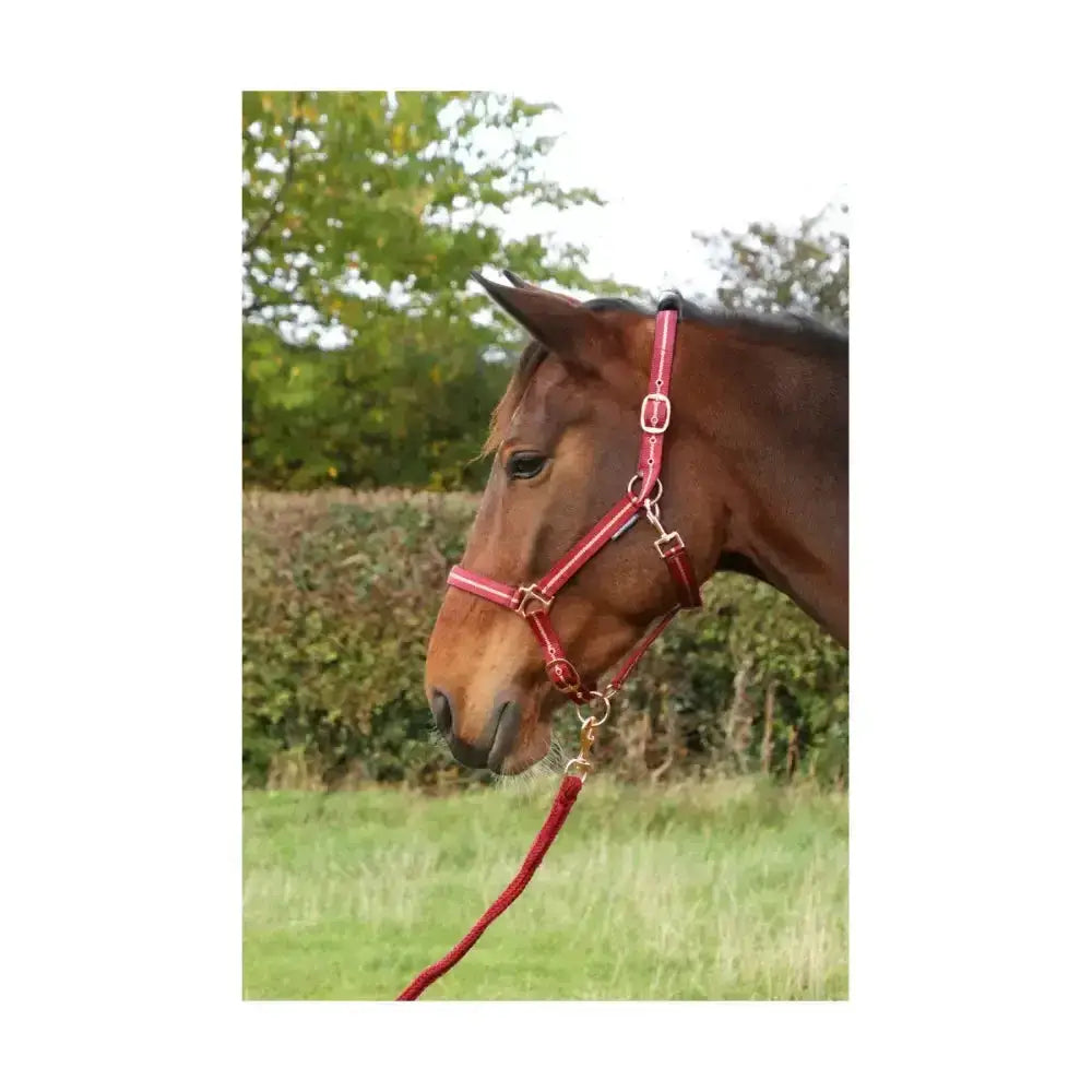 Red leather glitter head collar with gold hardware from hy equestrian rose glitter head collar set
