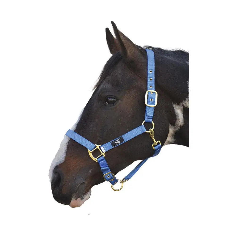 Blue leather hy head collar with gold hardware and small black logo adjustable head collar for horses