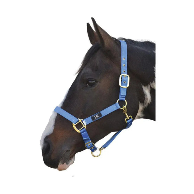 Blue leather hy head collar with gold hardware and small black logo adjustable head collar for horses