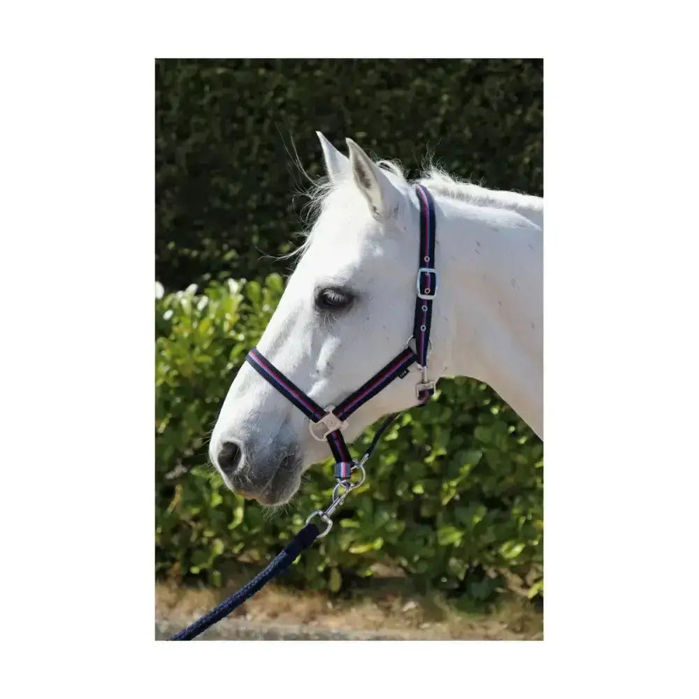 Purple and black striped horse signature head collar with silver hardware lead rope set for easy handling