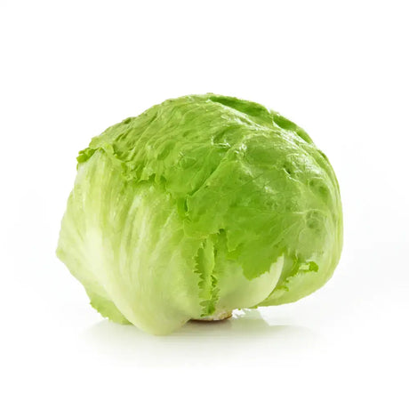 Fresh green iceberg lettuce with crisp layered leaves perfect for equestrian horses diet and feeding
