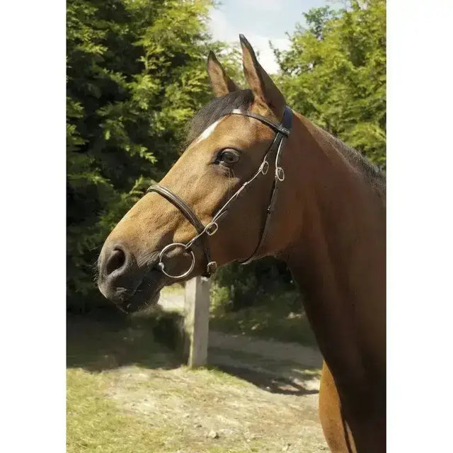 Brown horse wearing heritage english leather in-hand bridle with black leather and silver brass fittings