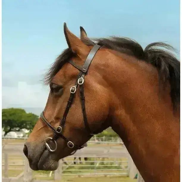 A brown horse wearing a windsor economy leather hand bridle with black leather and silver buckles and rings