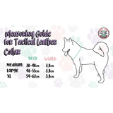 Inquisitive Fox Collar XS Pet Products