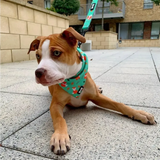 Inquisitive Fox Cooling Bandana S Pet Products
